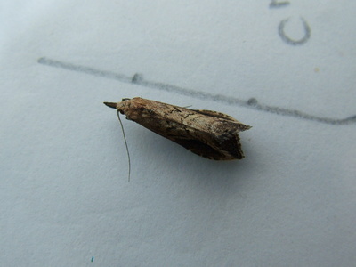 Pinion-streaked Snout